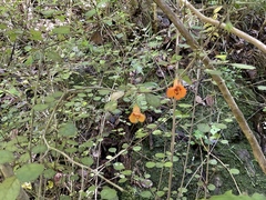 Rhabdothamnus solandri