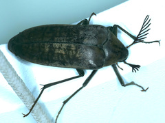 Trigonodera