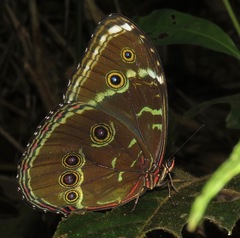 Morpho helenor theodorus