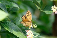 Heteronympha merope