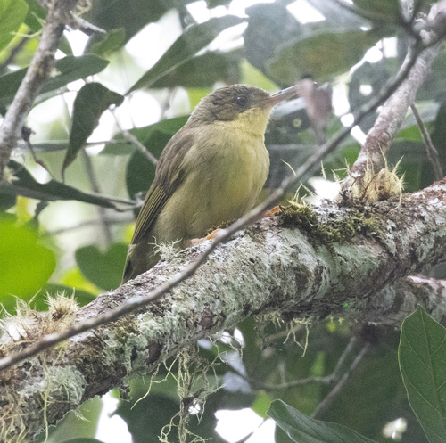 Long-billed Bernieria (Bernieria madagascariensis), photo 8