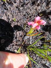Disa obtusa hottentotica