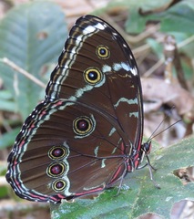 Morpho helenor theodorus