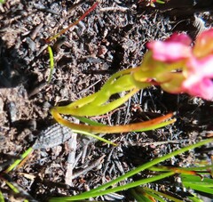 Disa obtusa hottentotica