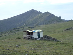 Gazoryctra uralensis