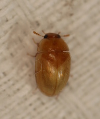 Phalacridae