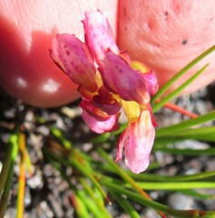 Disa obtusa hottentotica