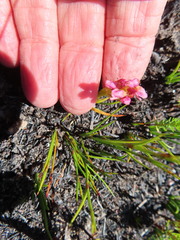 Disa obtusa hottentotica