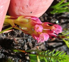 Disa obtusa hottentotica