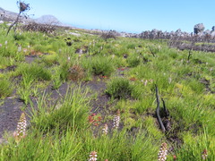 Disa obtusa hottentotica