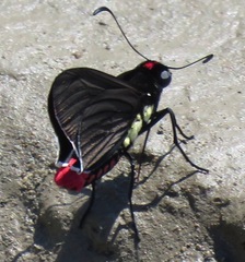 Mysarbia sejanus