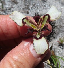 Moraea lurida