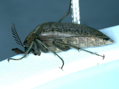 Trigonodera