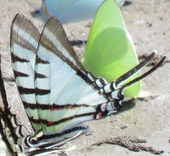 Neographium agesilaus