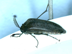 Trigonodera