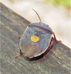 Colpoproctus pullus