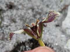 Moraea lurida