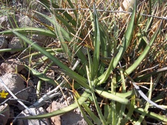 Agave felgeri