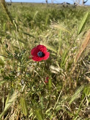 Papaver hybridum