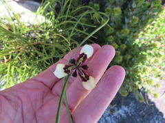 Moraea lurida