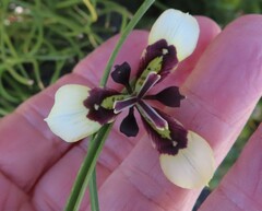 Moraea lurida