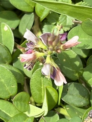 Alysicarpus vaginalis