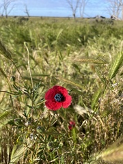 Papaver hybridum