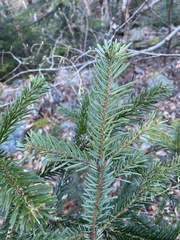 Abies nordmanniana