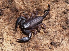 Opisthacanthus