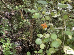 Rhabdothamnus solandri