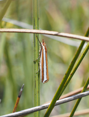 Corynophora lativittalis