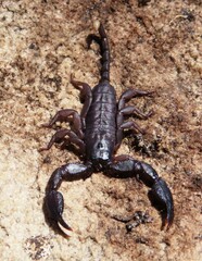 Opisthacanthus