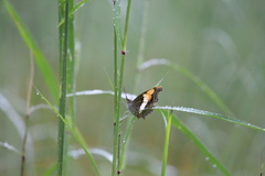 Doxocopa laure laure