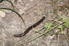 Archispirostreptus syriacus