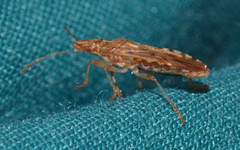 Belonochilus numenius