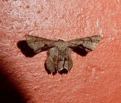 Phazaca leucocera