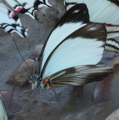 Pieriballia viardi