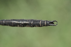 Somatochlora semicircularis