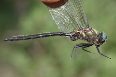 Somatochlora semicircularis