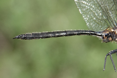 Somatochlora semicircularis