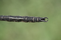 Somatochlora semicircularis