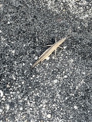 Atractomorpha sinensis