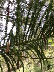 Araucaria columnaris
