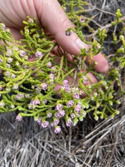 Erica similis