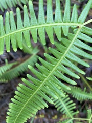 Gleicheniaceae