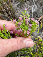 Erica similis