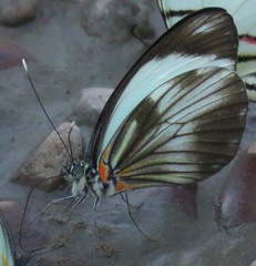 Pieriballia viardi