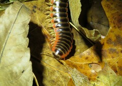 Apheloriini