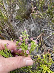 Erica similis