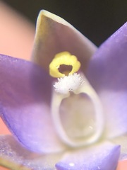 Thelymitra pallidifructus